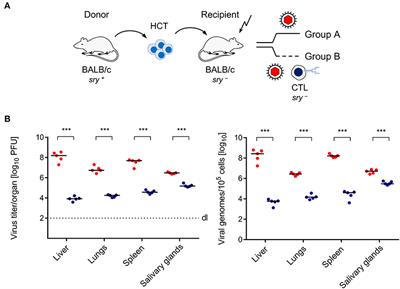 Cytomegalovirus-Associated Inhibition of Hematopoiesis Is Preventable by Cytoimmunotherapy With Antiviral CD8 T Cells